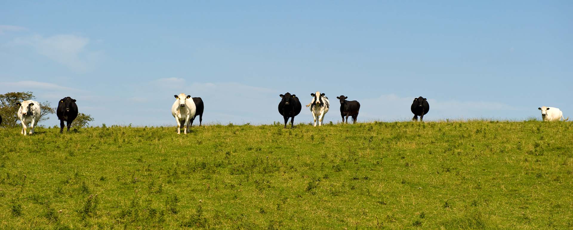 Cows at Corneyside Farm