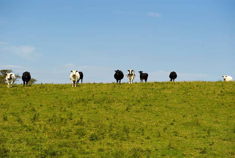 Cows at the Green and Fortune farm